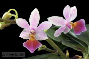 Phalaenopsis Partris