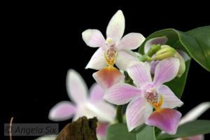 Phalaenopsis Partris