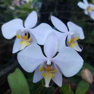 Phalaenopsis Rothschildiana