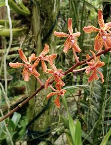 <i>Renantanda</i> Sawadi George Neo