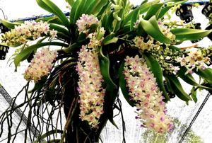 Rhynchostylis Chorchalood