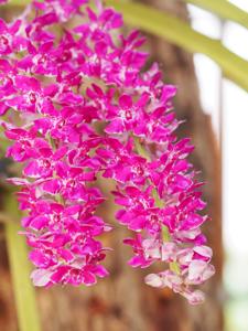 Rhynchostylis Chorchalood