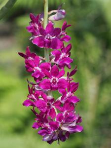 Rhynchostylis Chorchalood