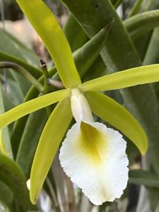 Brassocattleya Jewel