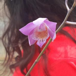 Caulophila Buccoo Reef