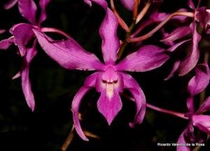 Caulaelia Orchidglade