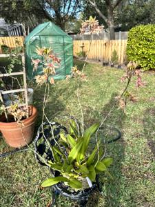 Laelia Colorful