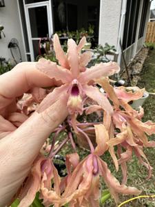 Laelia Colorful