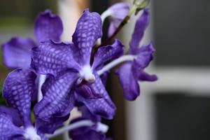 Vanda Violeta