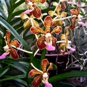 Vanda Gypsy