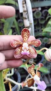 Vanda Gypsy