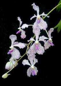 Vanda Herziana