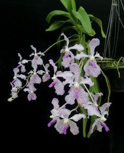 Vanda Herziana