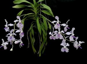 Vanda Herziana