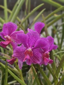 <i>Papilionanda</i> Hilo Rainbow