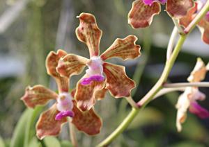 Vanda Kalihi Beauty