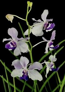 Papilionanda Leonard Reilly