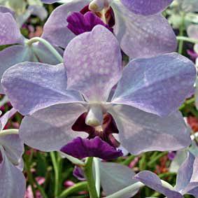 Papilionanda Leonard Reilly