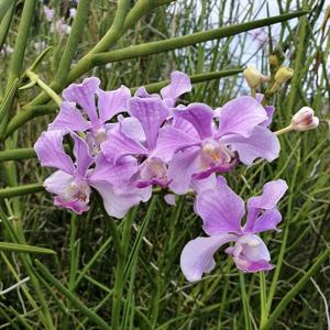 Papilionanda Teresoniana