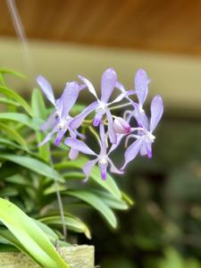 Vanda Pat Arcari