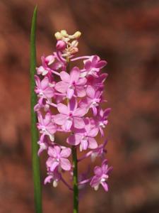 Seidenanda Cholratana