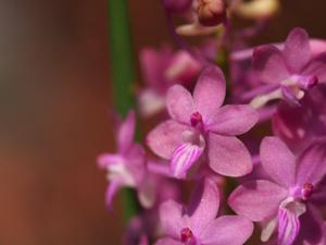 Seidenanda Cholratana