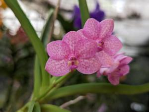 Vanda Corlis Takahashi