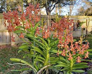 Vanda Portia Doolittle