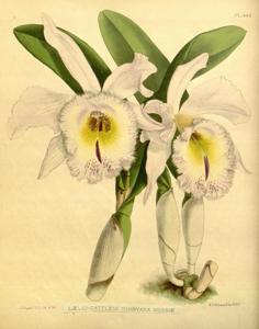 Rhyncholaeliocattleya Digbyano-mossiae