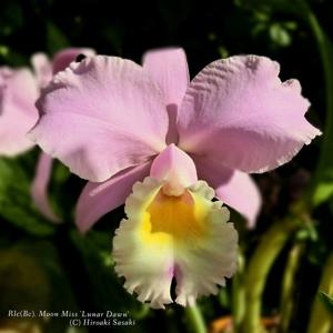 Rhyncholaeliocattleya Moon Miss