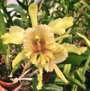 Rhyncholaeliocattleya Mrs. J. Leemann