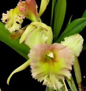 Rhyncholaeliocattleya Mrs. J. Leemann