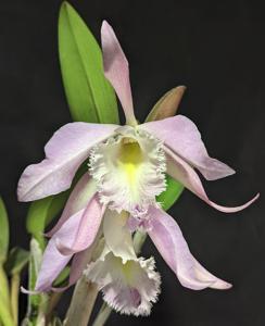 Rhyncholaeliocattleya Terepaima