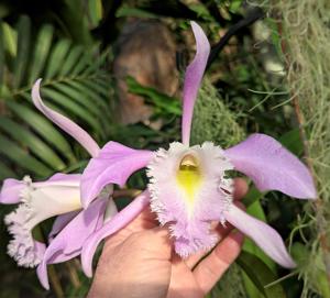 Rhyncholaeliocattleya Terepaima