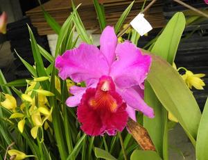 Rhyncholaeliocattleya Bold Ruler