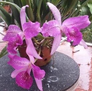 Brassocatanthe Empress Worsley