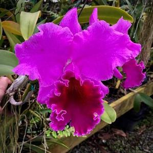 Rhyncholaeliocattleya Memoria Grant Eichler