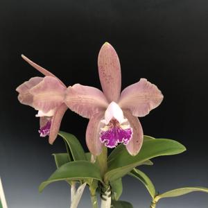 Cattleya Crashleyi