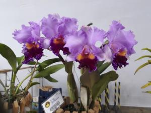 Cattleya Dupreana