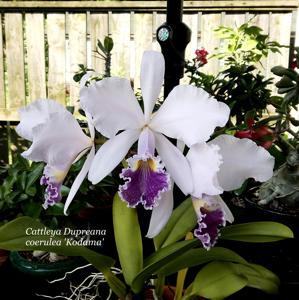 Cattleya Dupreana