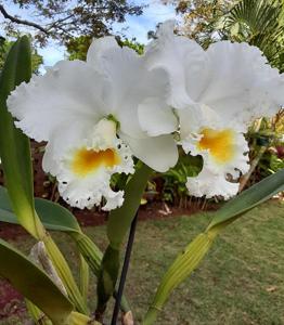 Cattleya Earl