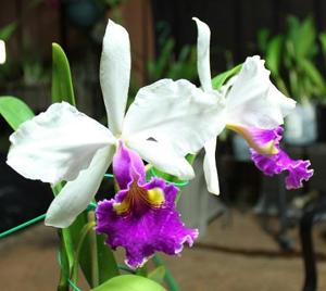 Cattleya Eleanor (1918)