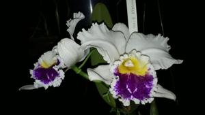 Cattleya Harold