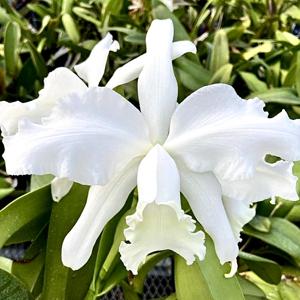 Cattleya Heather Bracher