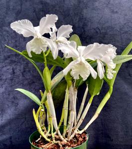 Cattleya Heather Bracher