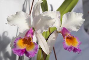 Cattleya Maggie Raphael