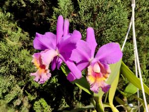 Cattleya Mrs. Pitt