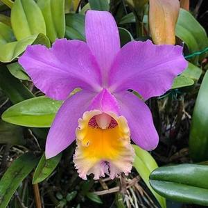 Cattleya Mrs. Pitt