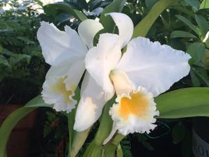 Cattleya Ruth Gee