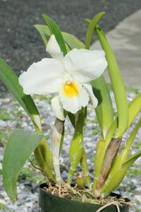 Cattleya Ruth Gee